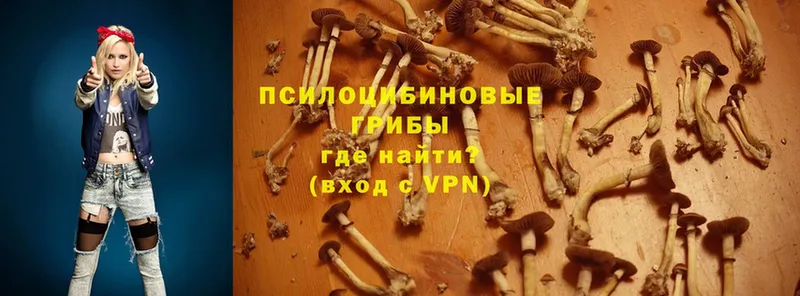 omg маркетплейс  Ульяновск  Псилоцибиновые грибы GOLDEN TEACHER 